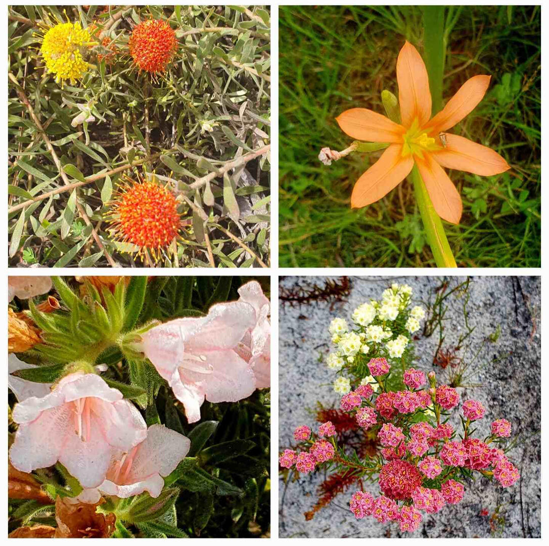 Fynbos Concierge Holiday Services